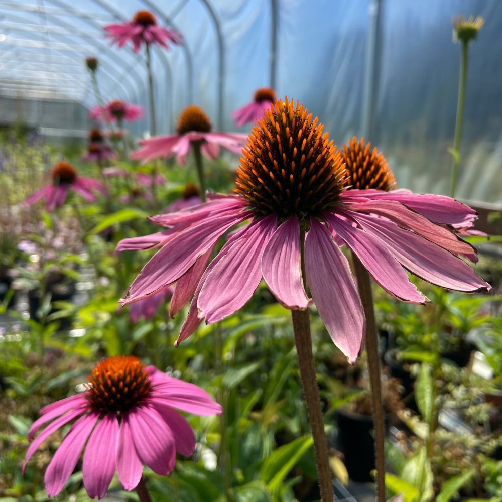Echinacea purpurea 'Magnus' / Magnus Coneflower