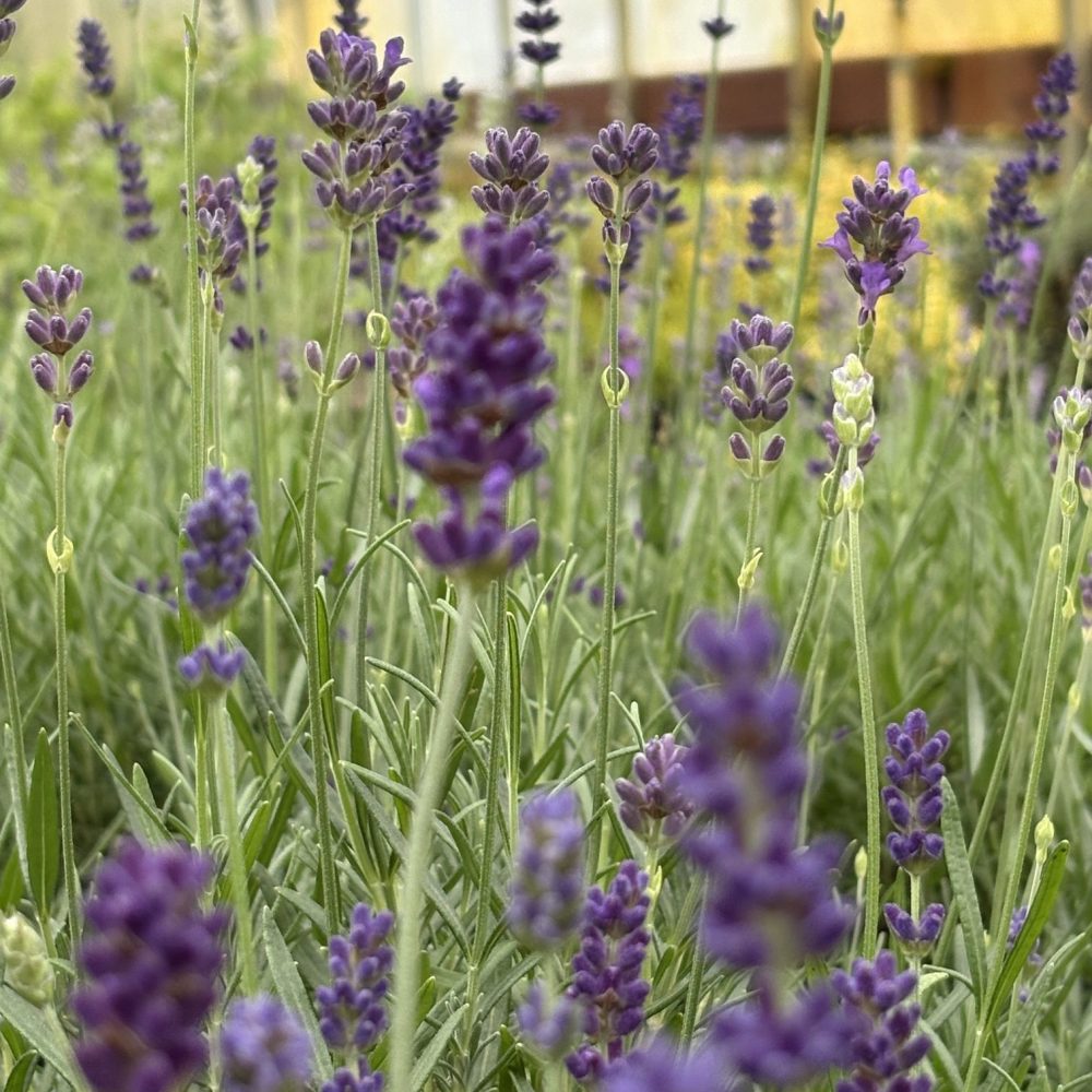 Lavandula angustifolia 'Munstead' / Munstead English Lavender