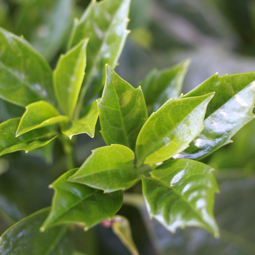 Aucuba japonica 'Rozannie' / Rozannie Aucuba