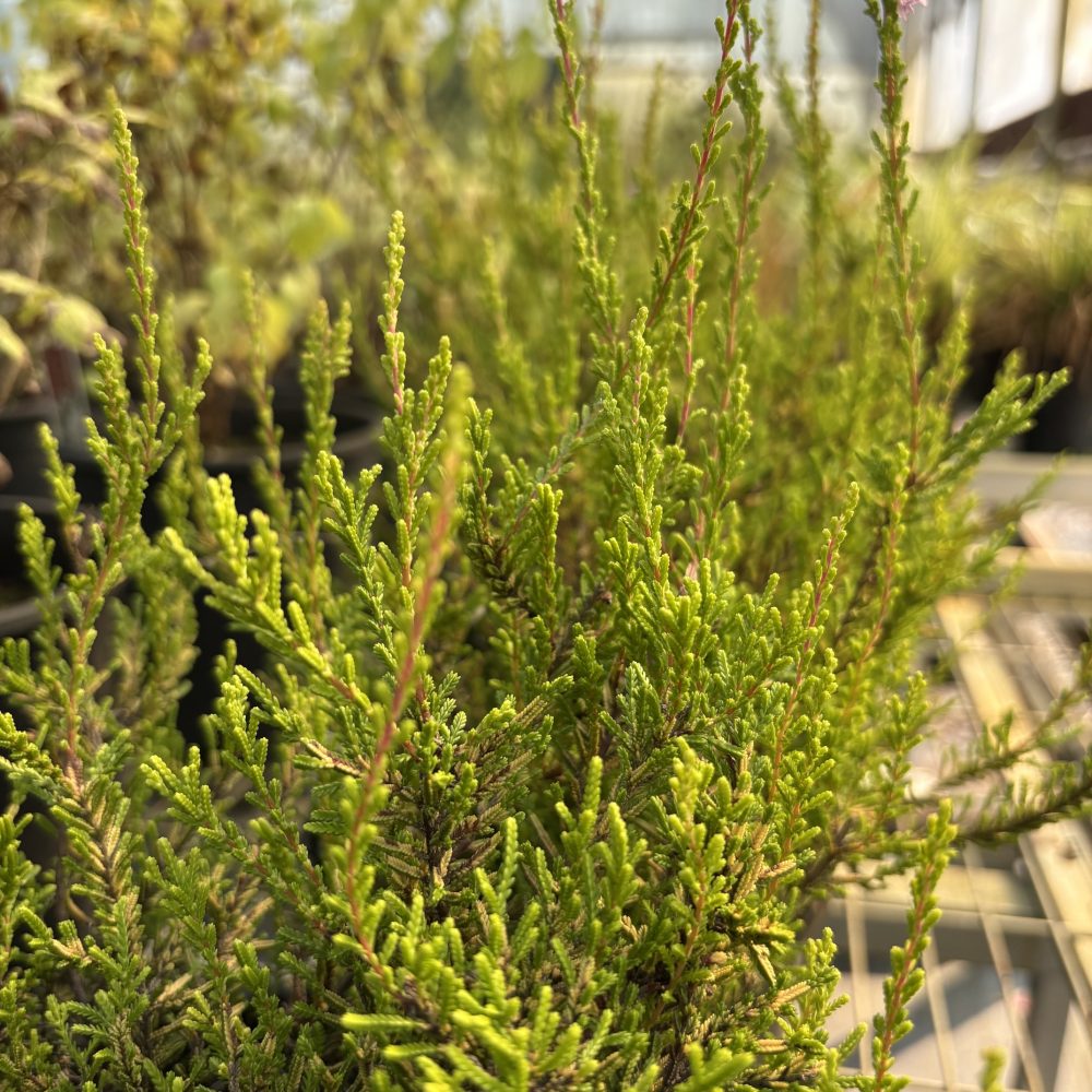 Calluna vulgaris 'Spring Torch' / Spring Torch Heather