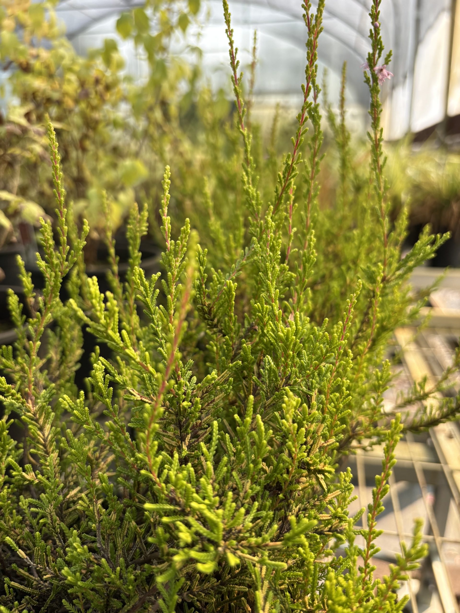 Calluna vulgaris ‘Spring Torch’ / Spring Torch Heather