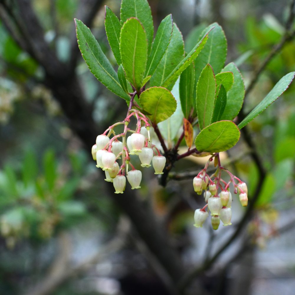 Arbutus unedo 'Compacta' / Compact Strawberry Tree