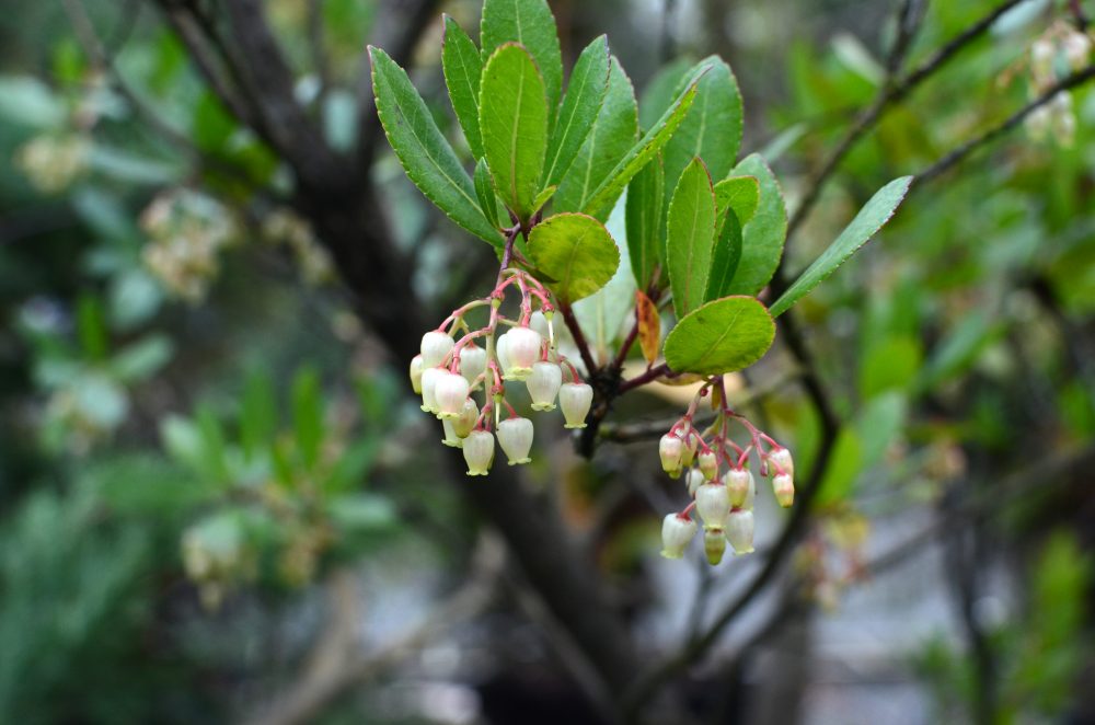 Arbutus unedo 'Compacta' / Compact Strawberry Tree