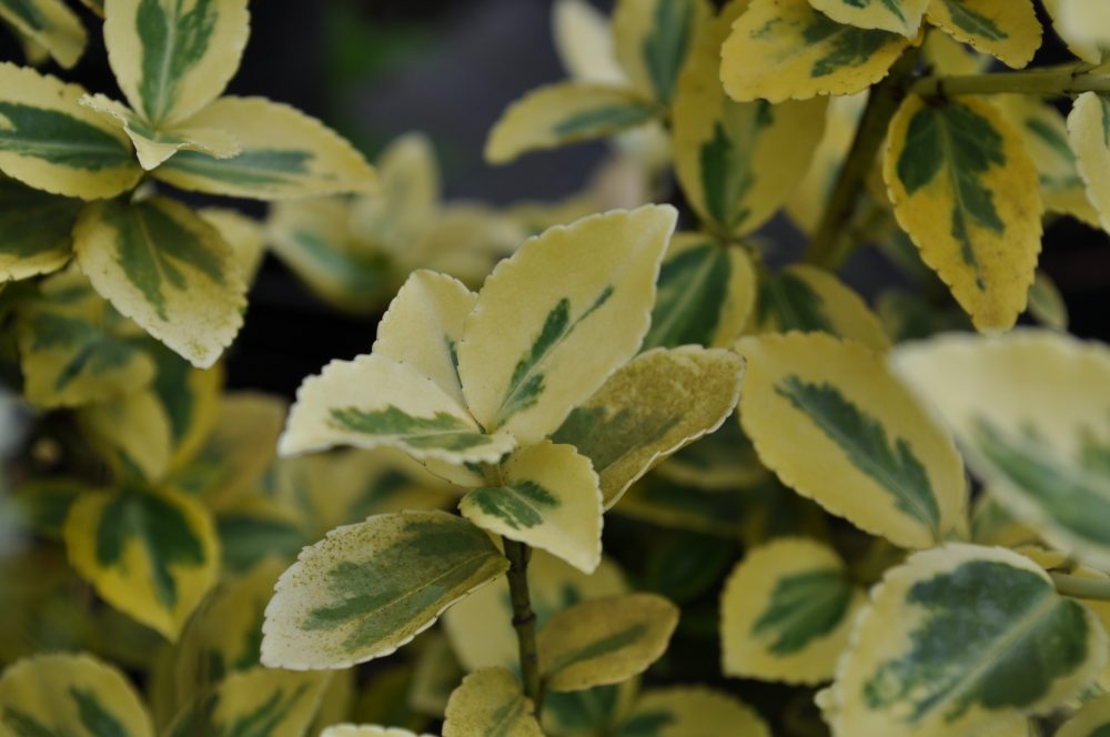 Euonymus fortunei 'Emerald n' Gold' / Emerald n' Gold Wintercreeper