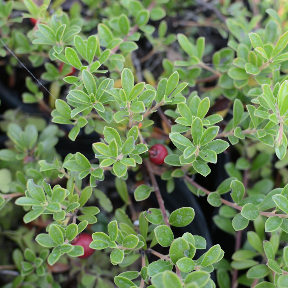 Arctostaphylos uva-ursi 'Massachusetts' / Massachusetts Kinnikinnick