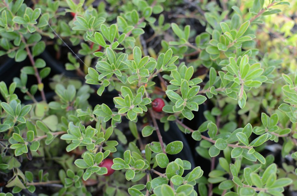 Arctostaphylos uva-ursi 'Massachusetts' / Massachusetts Kinnikinnick