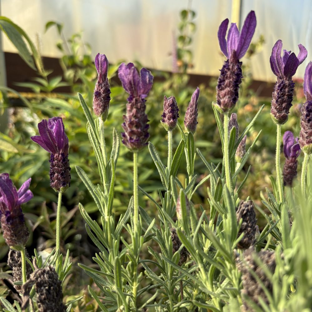 Lavandula stoechas 'Primavera' / Primavera Spanish Lavender