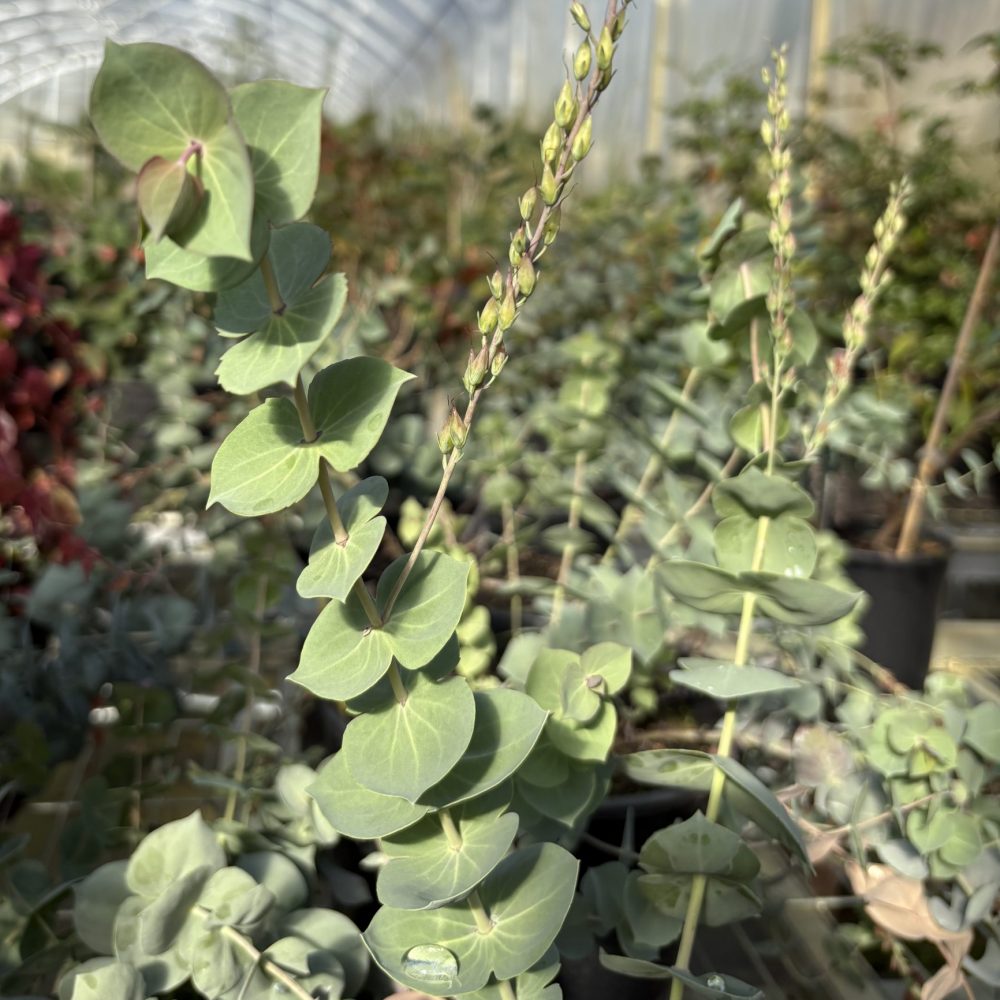 Parahebe perfoliata 'Purple Mist' / Purple Mist Parahebe