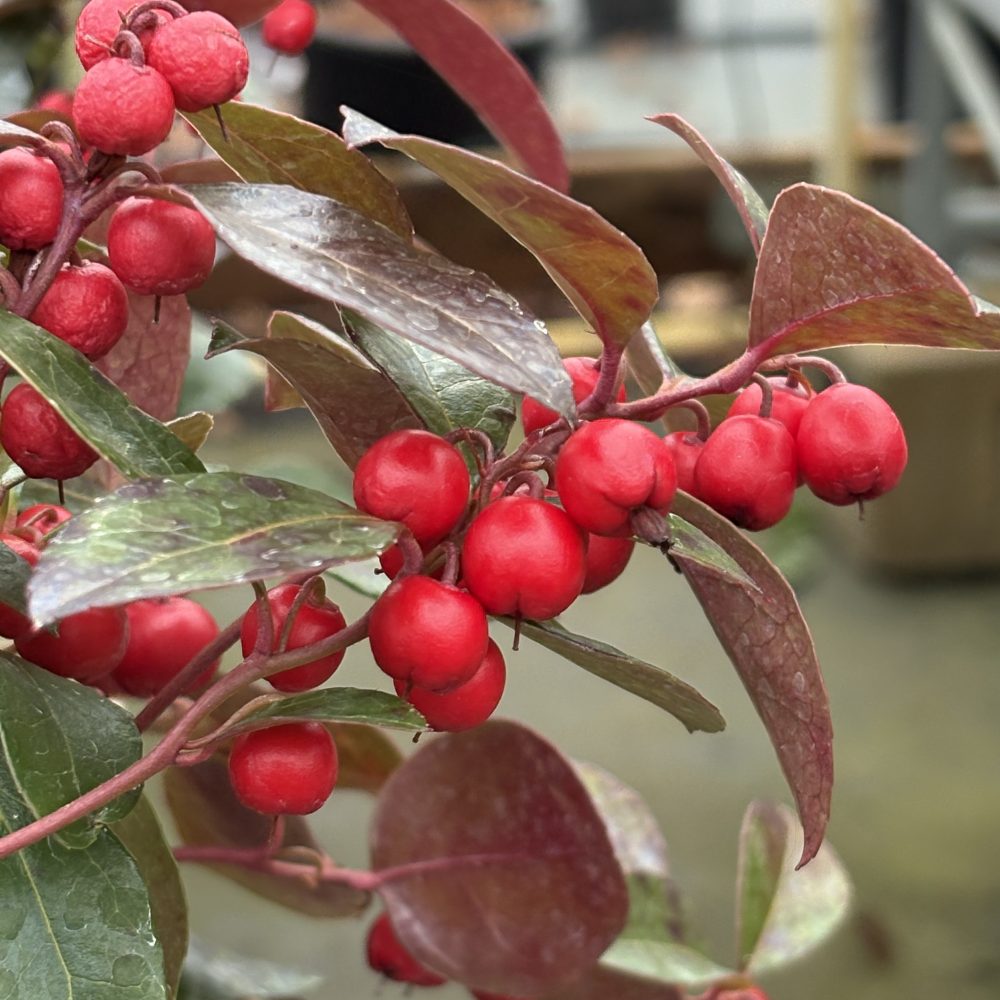 Gaultheria procumbens / Wintergreen