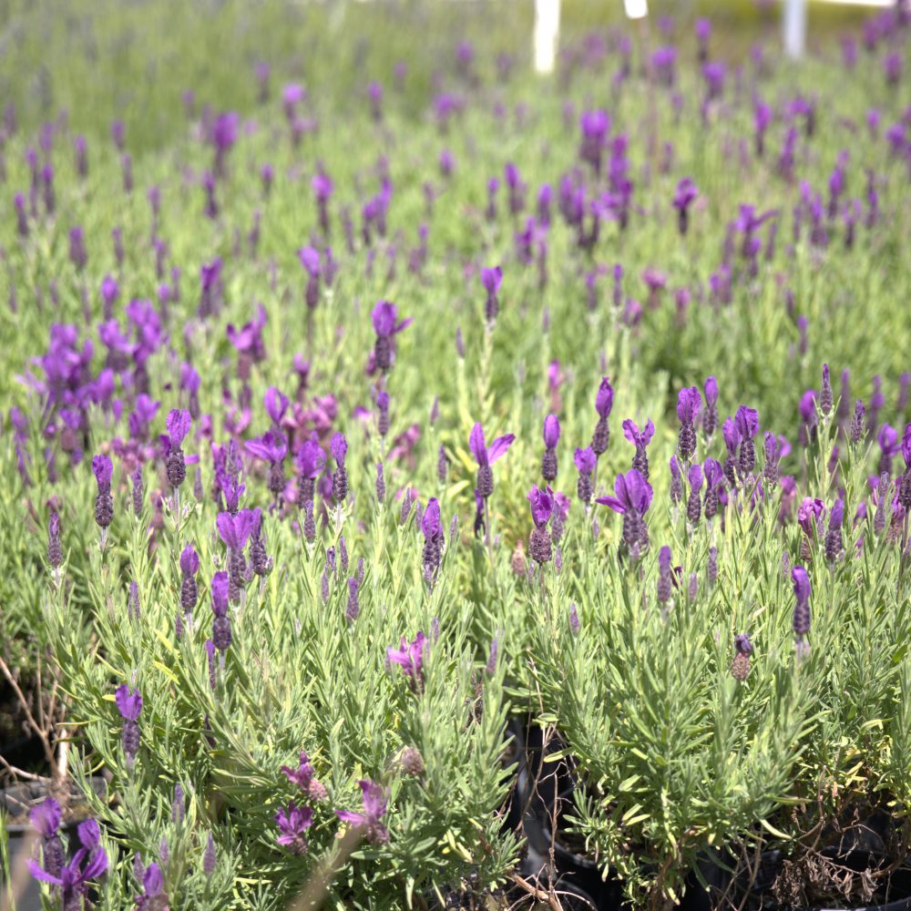 Lavandula stoechas 'Primavera' / Primavera Spanish Lavender