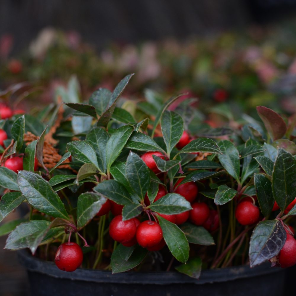 Gaultheria procumbens / Wintergreen