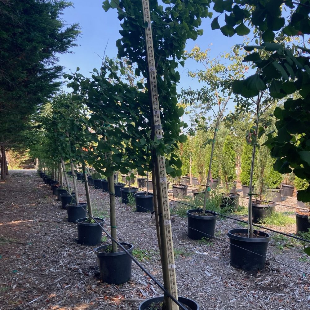 Ginkgo biloba 'Princeton Sentry' / Princeton Sentry Maidenhair Tree