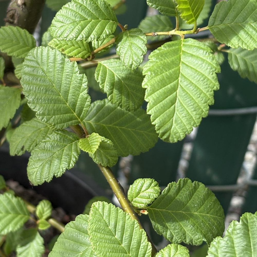 Alnus rubra / Red Alder
