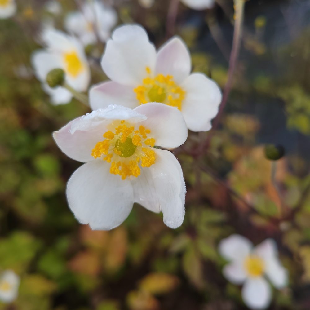 Anemone hybrida 'Honorine Jobert' / Honorine Jobert Windflower