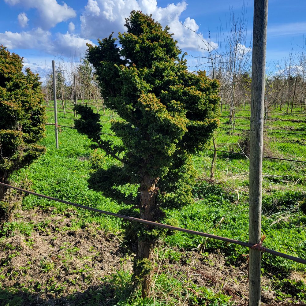 Cryptomeria japonica 'Bandai Sugi' / Bandai Sugi Japanese Cedar