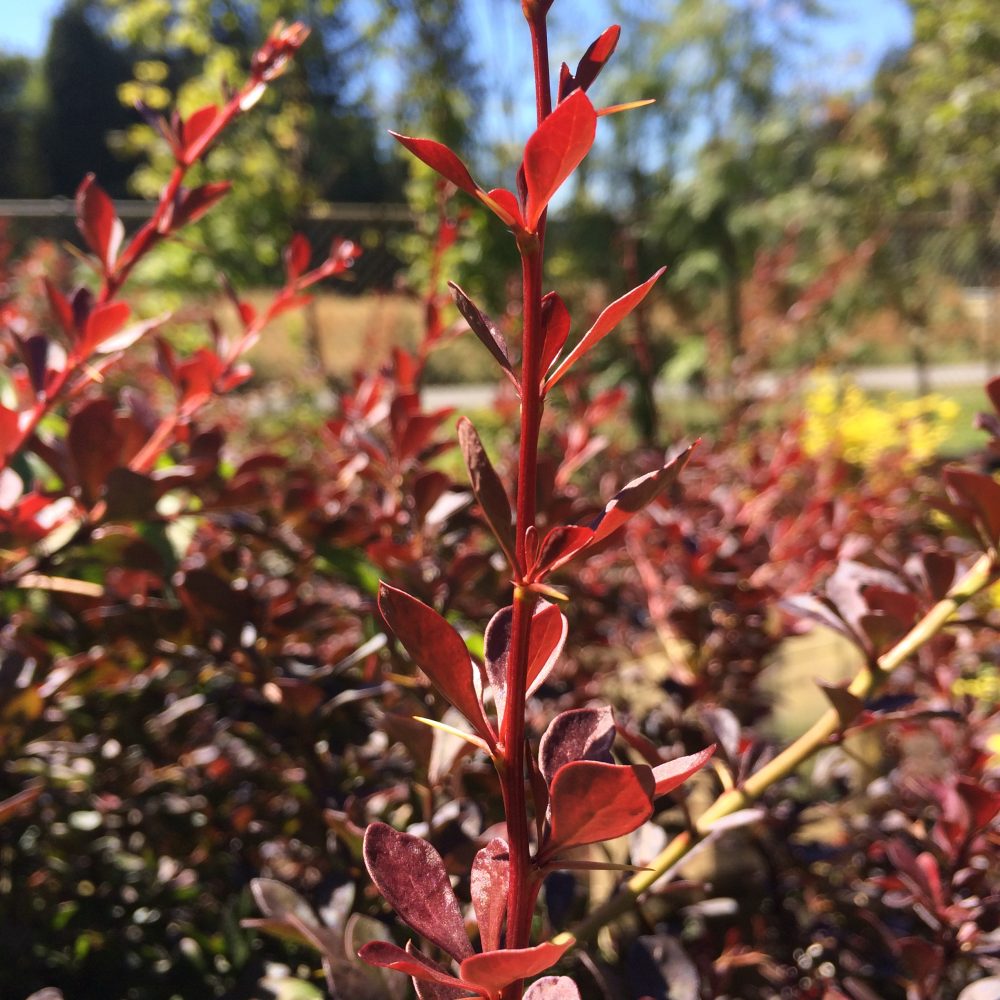 Berberis thunbergii 'Atropurpurea' / Japanese Red Leaf Barberry