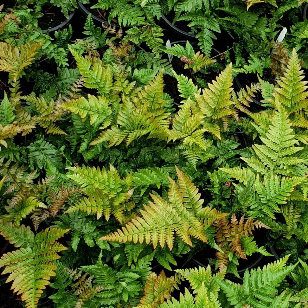 Dryopteris erythrosora / Autumn Fern