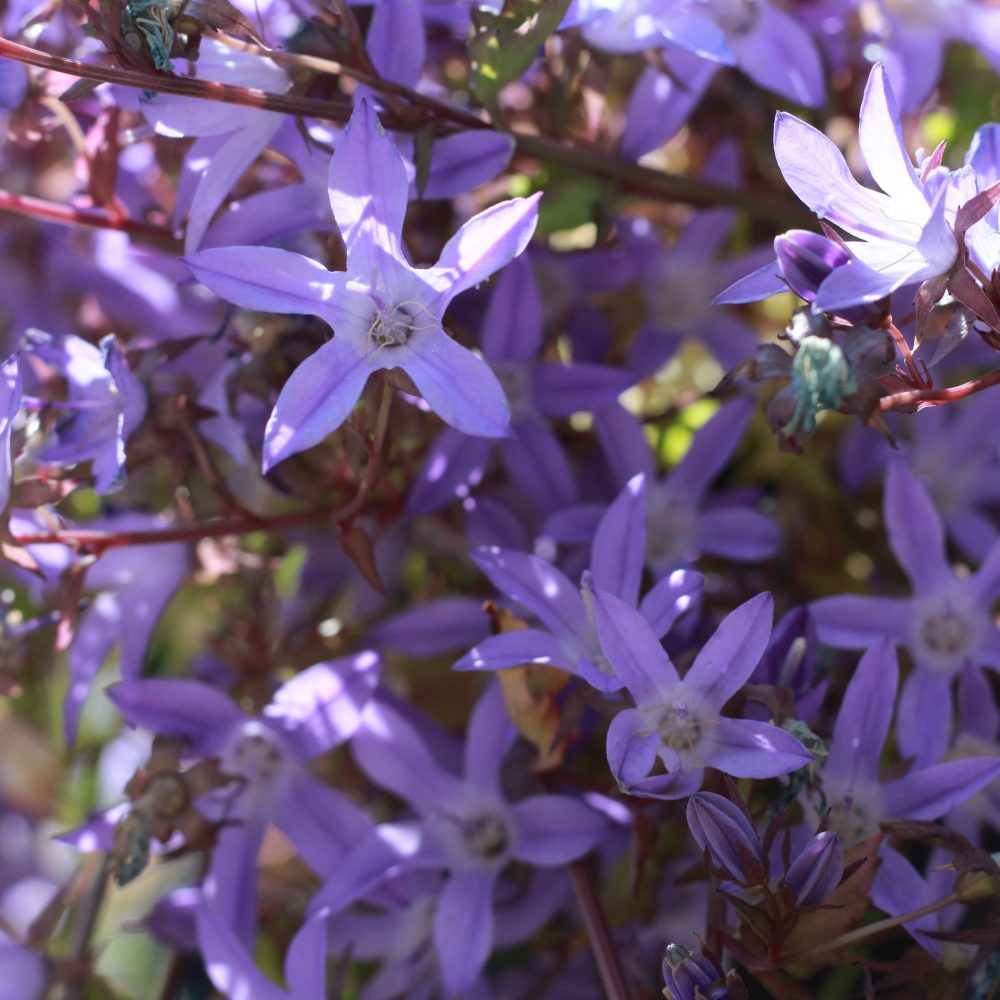 Campanula poscharskyana 'Blue Waterfall' / Blue Waterfall Serbian Bellflower