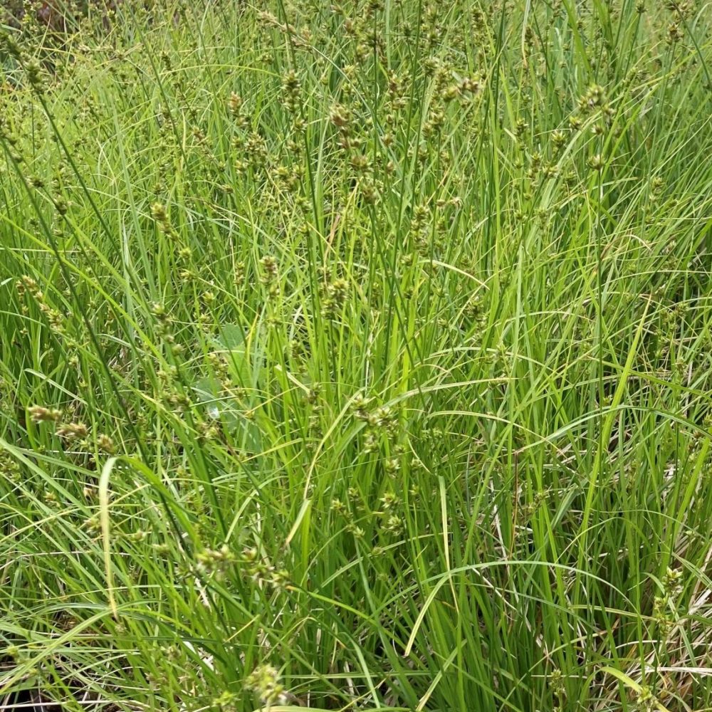 Carex divulsa / Grassland Sedge