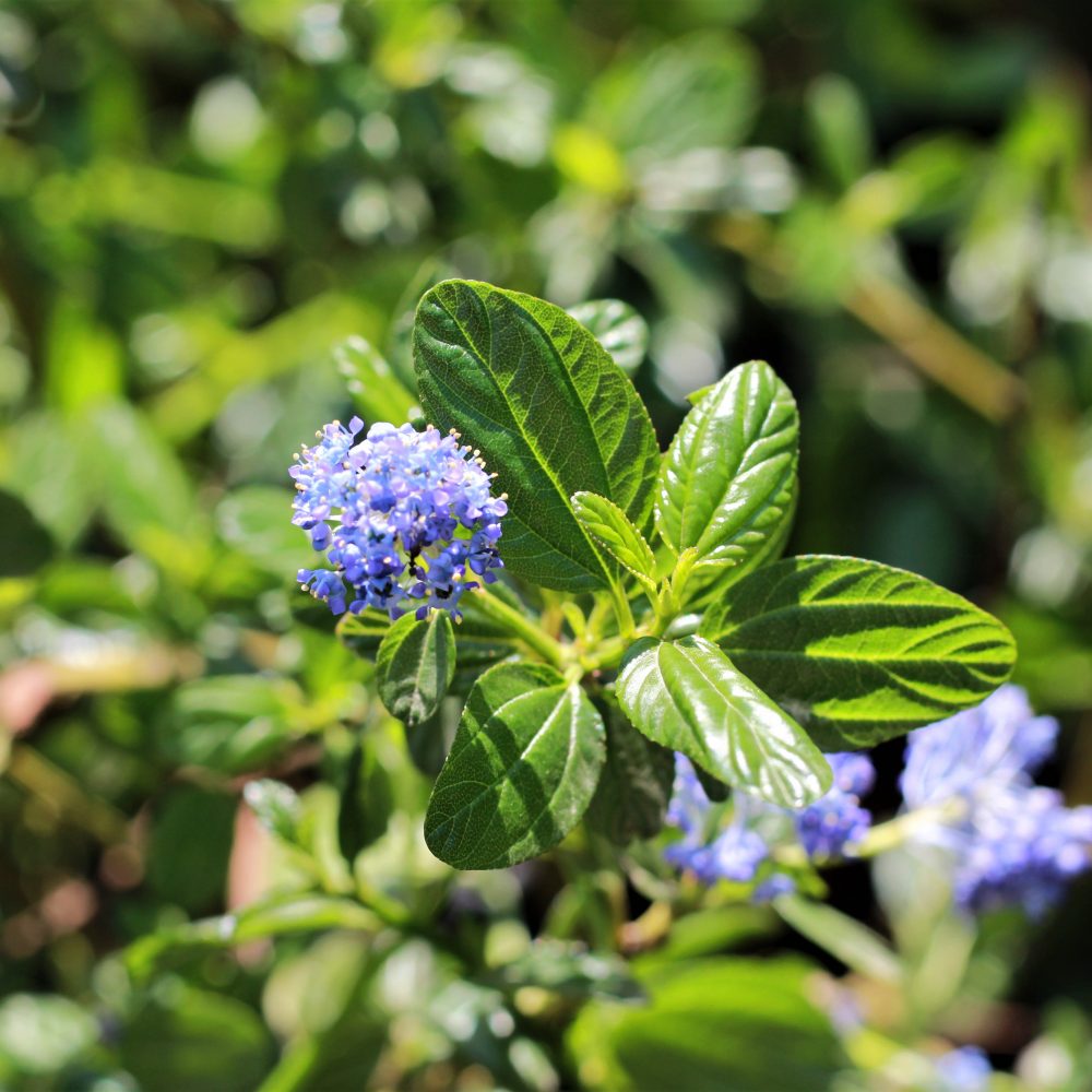 Ceanothus thyrsiflorus 'Victoria' / Victoria California Lilac