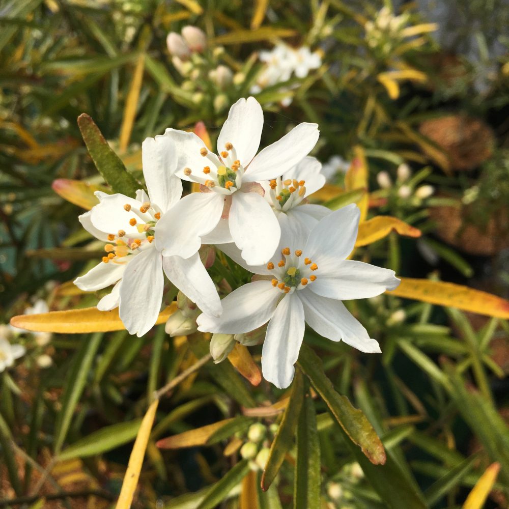 Choisya x dewitteana 'Aztec Pearl' / Aztec Pearl Mexican Orange