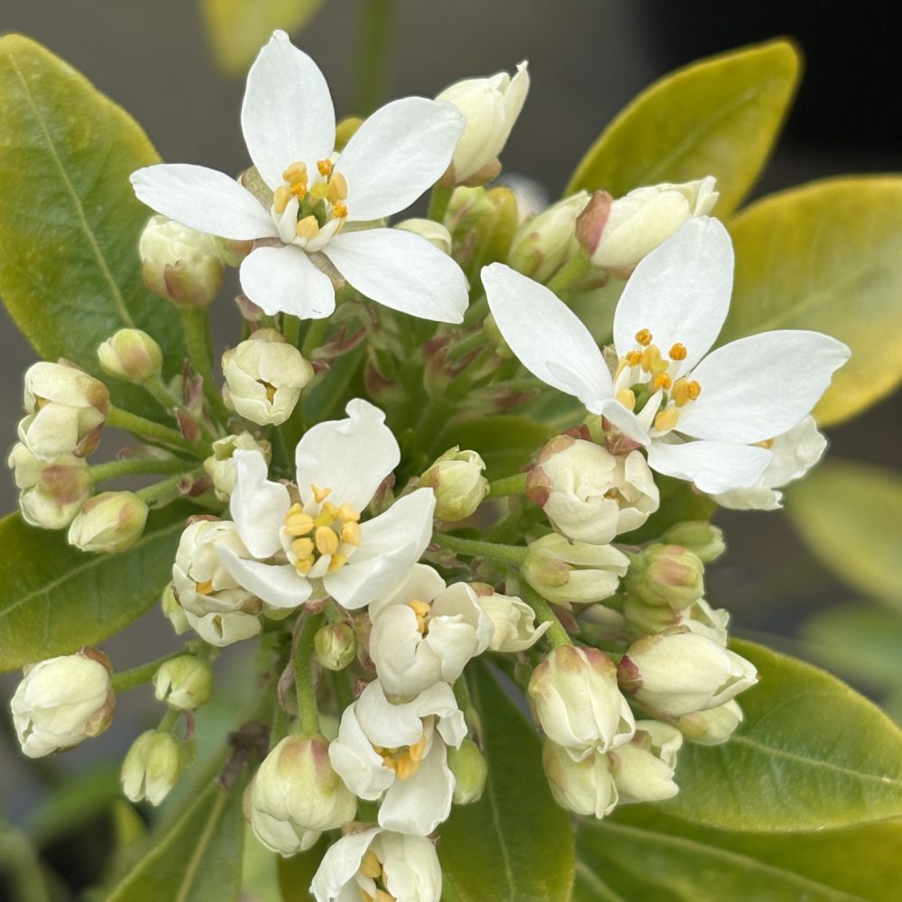 Choisya ternata / Mexican Orange