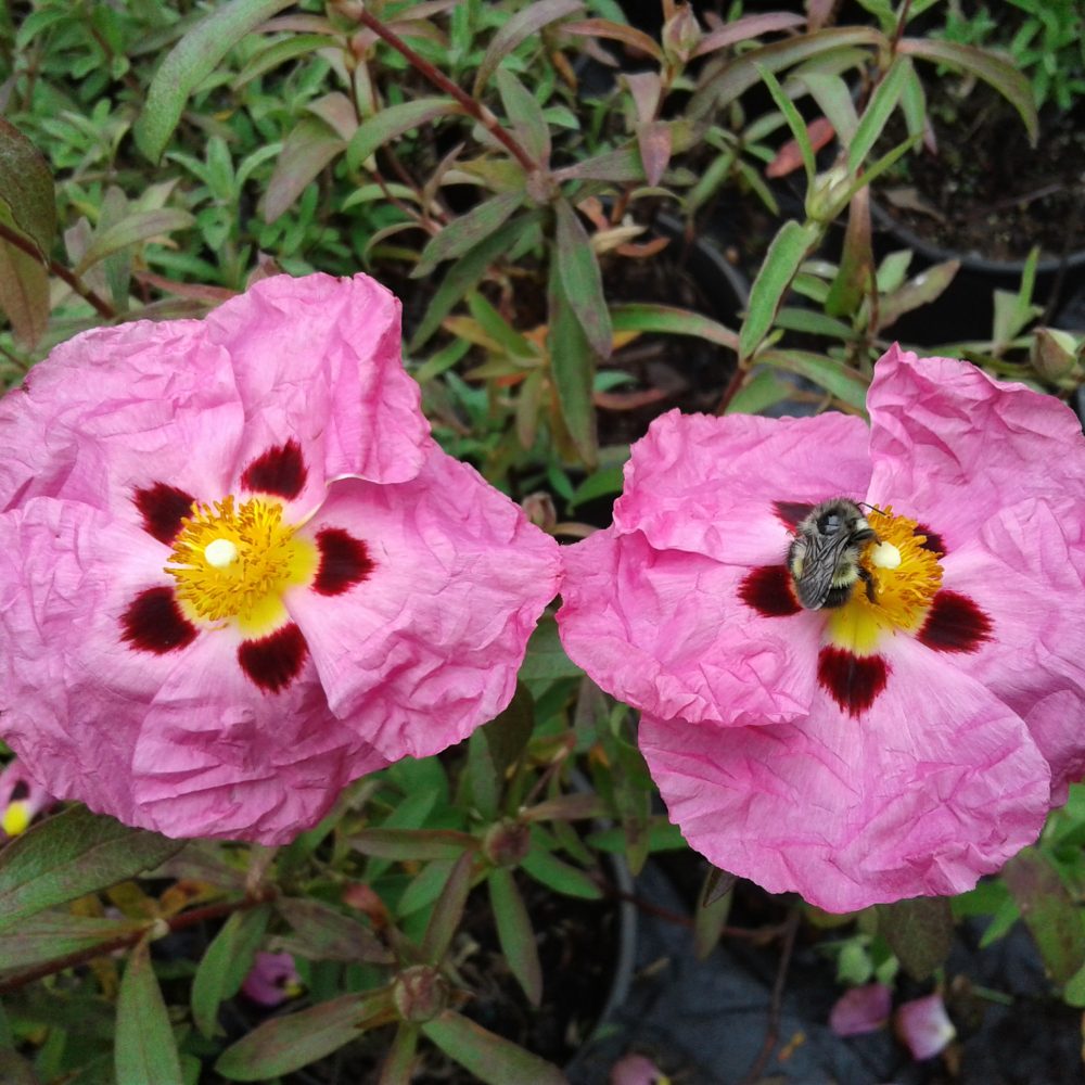 Cistus purpureus / Purple Rockrose
