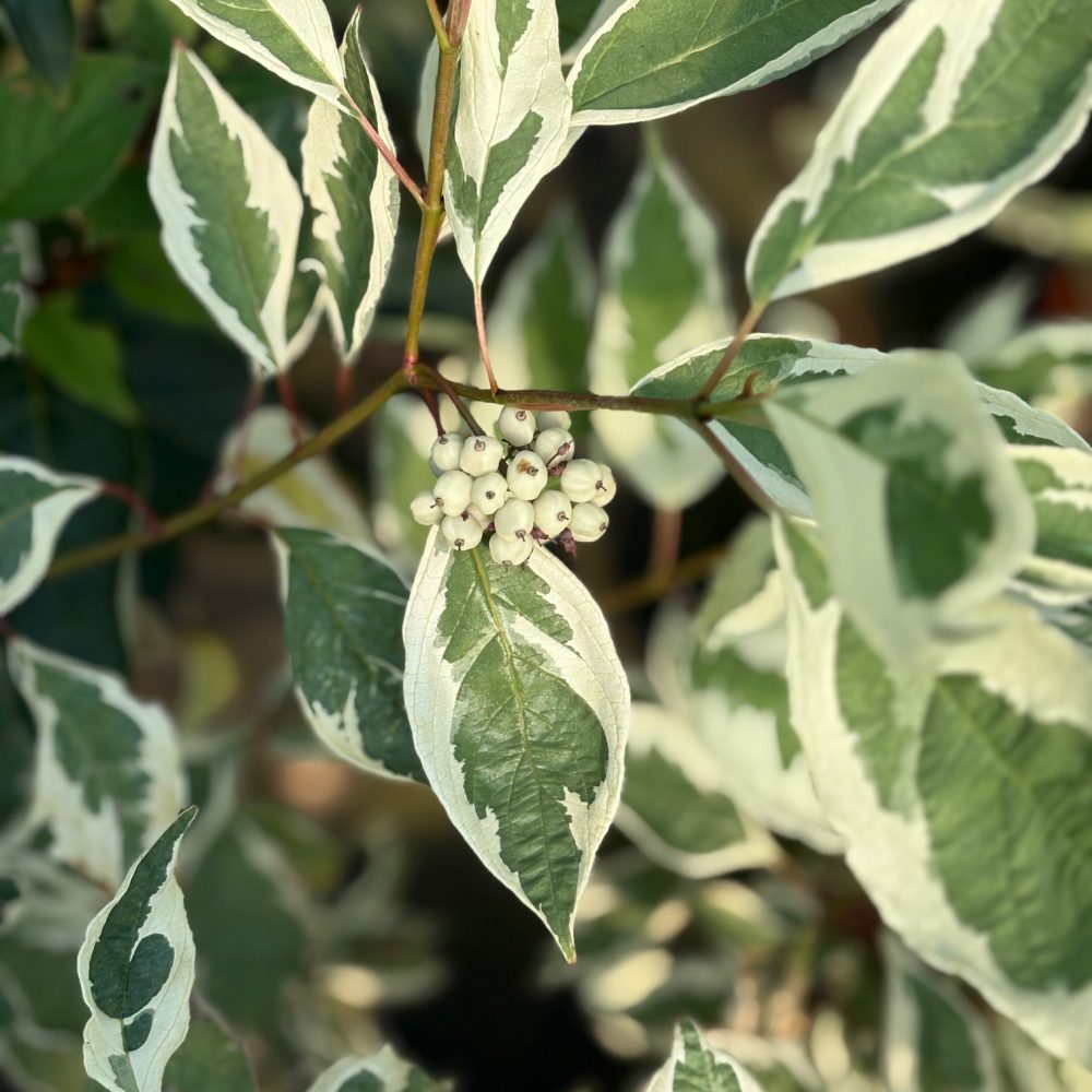 Cornus alba 'Elegantissima' / Variegated Dogwood