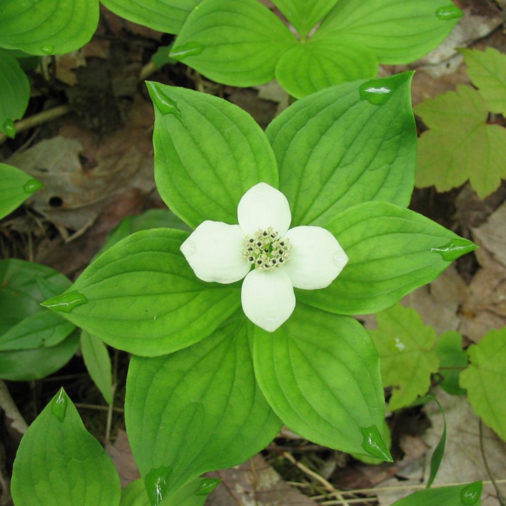 Cornus canadensis / Bunchberry