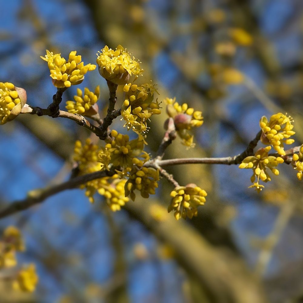 Cornus mas / Cornelian Cherry Dogwood