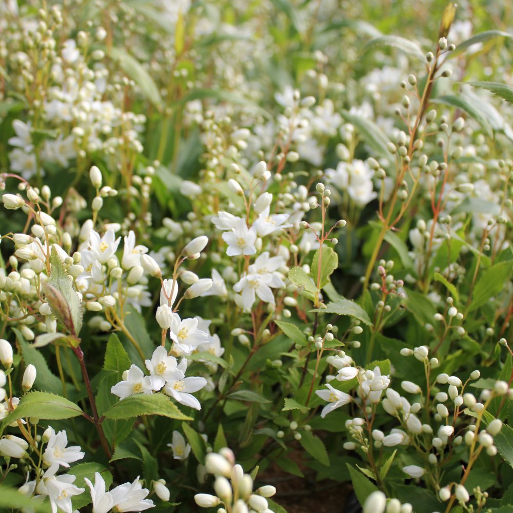 Deutzia gracilis 'Nikko' / Slender Deutzia