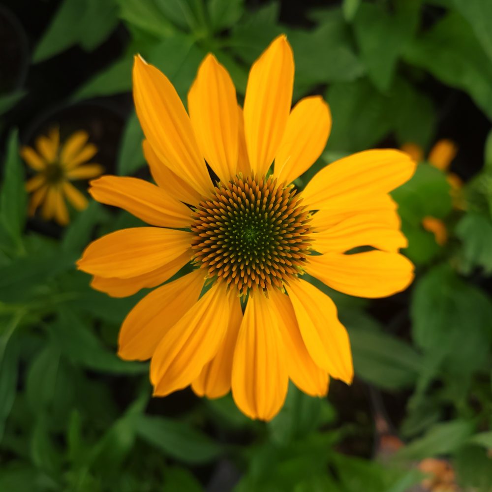 Echinacea purpurea 'Guatemala Gold' / Guatemala Gold Coneflower