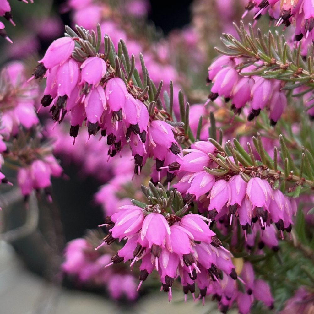 Erica x darleyensis 'Kramer's Red' / Kramer's Red Winter Heather