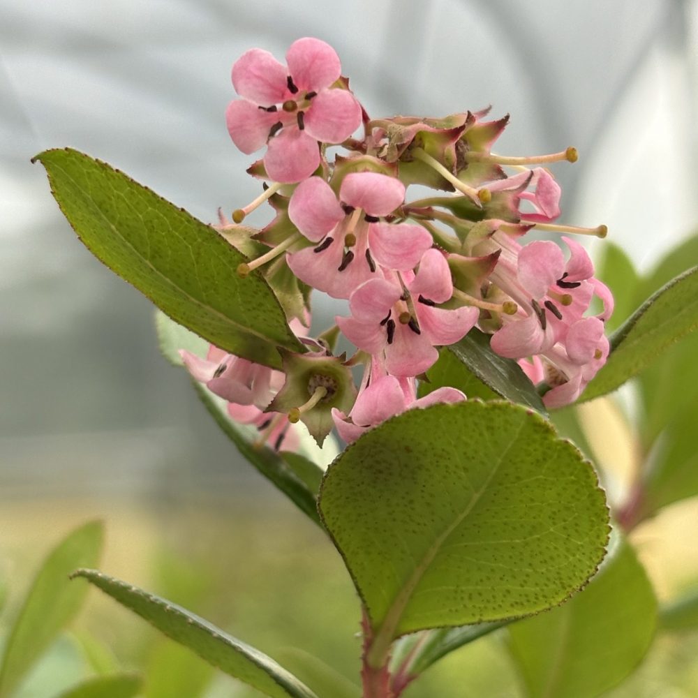 Escallonia exoensis 'Fradesii' / Pink Princess Escallonia