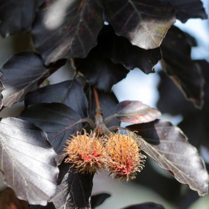 Fagus sylvatica forma 'Atropurpurea' / Purple Beech