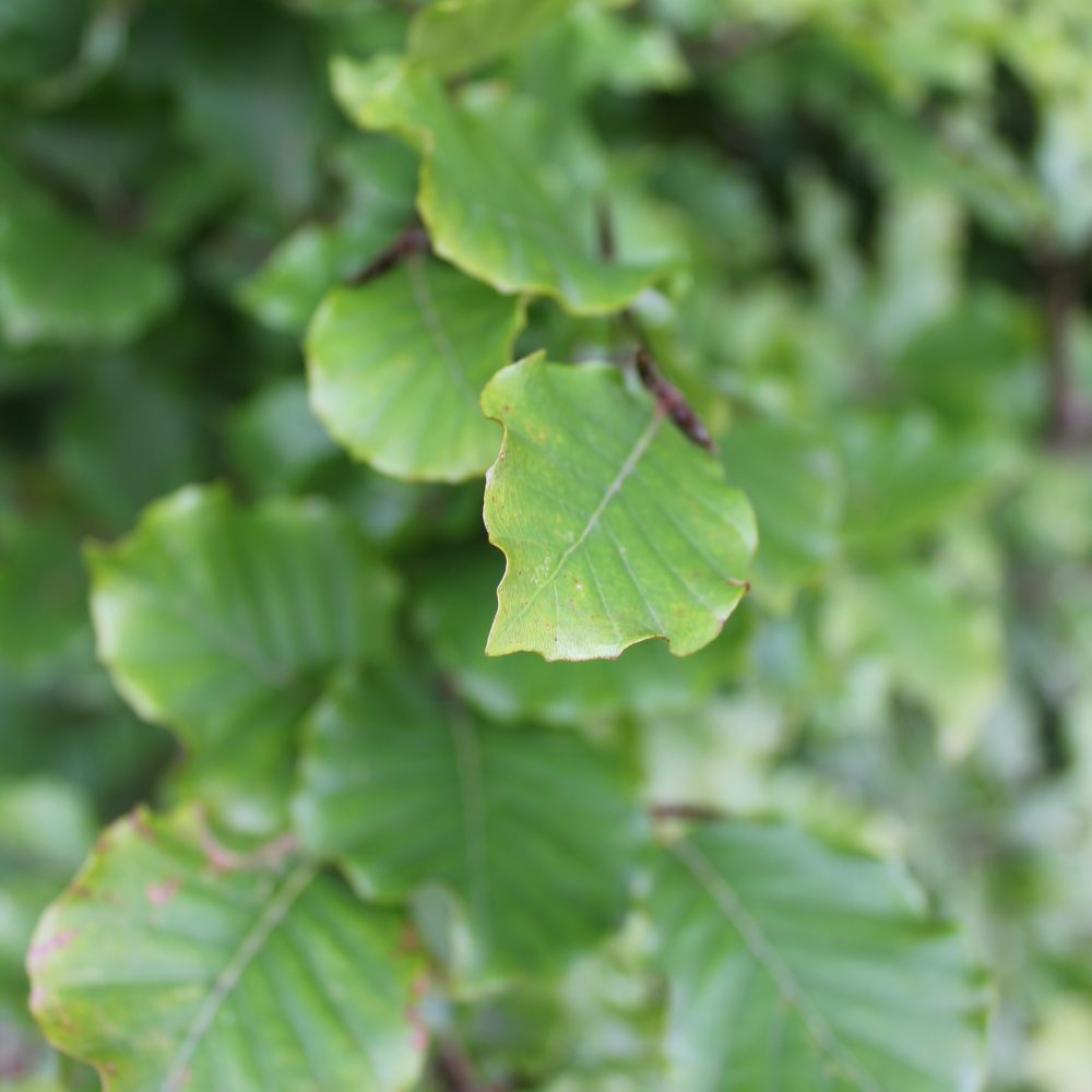 Fagus sylvatica / Common Beech