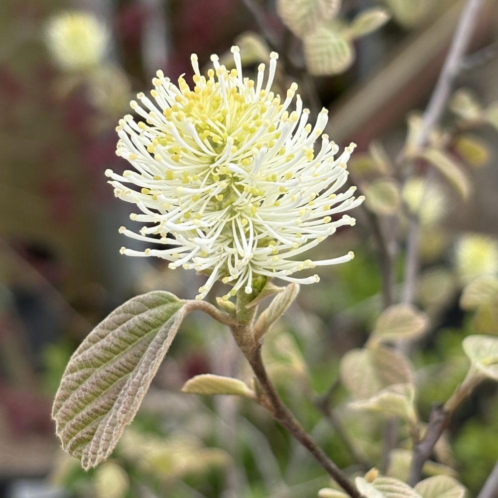 Fothergilla 'Mount Airy' / Mount Airy Fothergilla