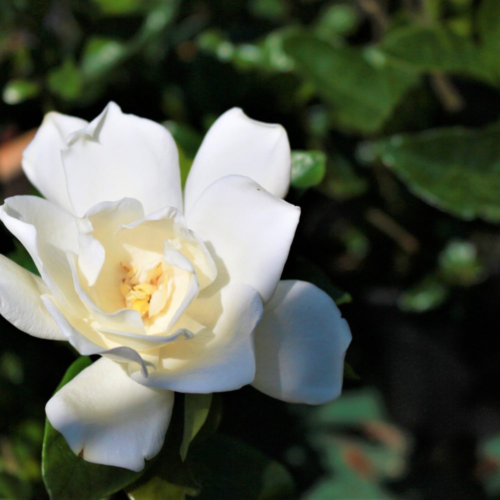 Gardenia jasminoides / Gardenia