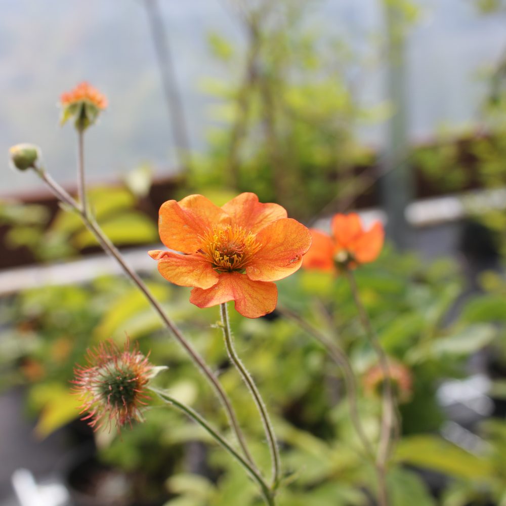 Geum 'Totally Tangerine' / Totally Tangerine Geum