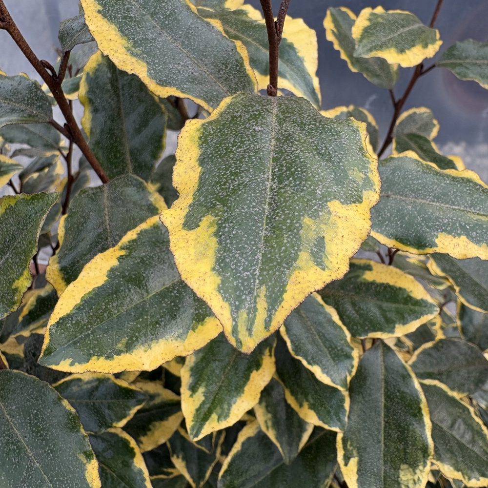 Elaeagnus x ebbingei 'Gilt Edge' / Gilt Edge Silverberry