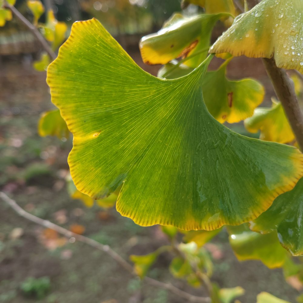 Ginkgo biloba / Maidenhair Tree
