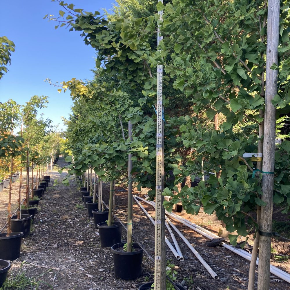 Ginkgo biloba 'Autumn Gold' / Autumn Gold Maidenhair Tree