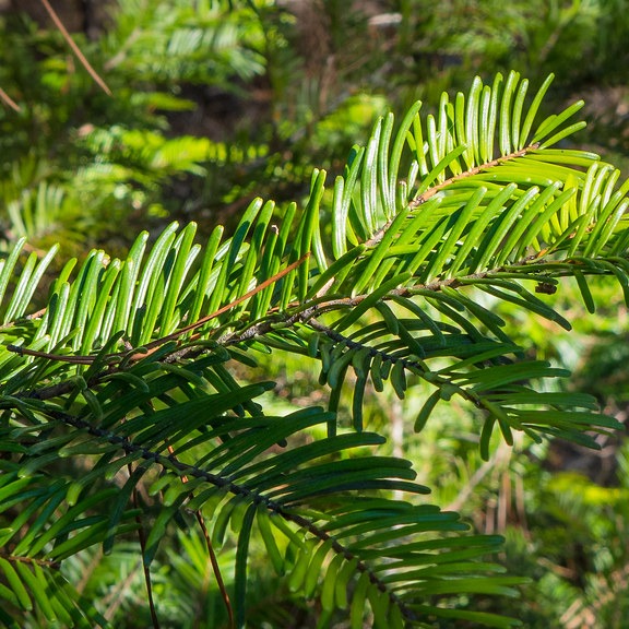 Abies grandis / Grand Fir