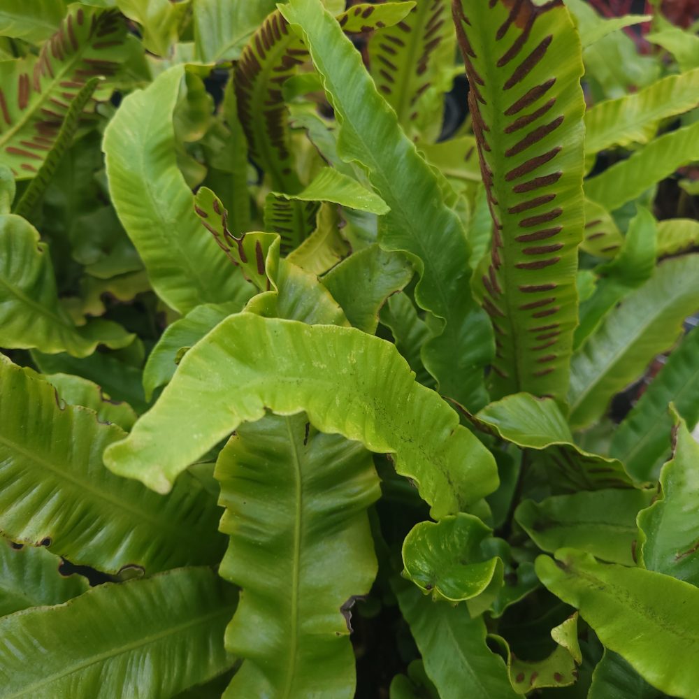 Asplenium scolopendrium / Harts Tongue Fern