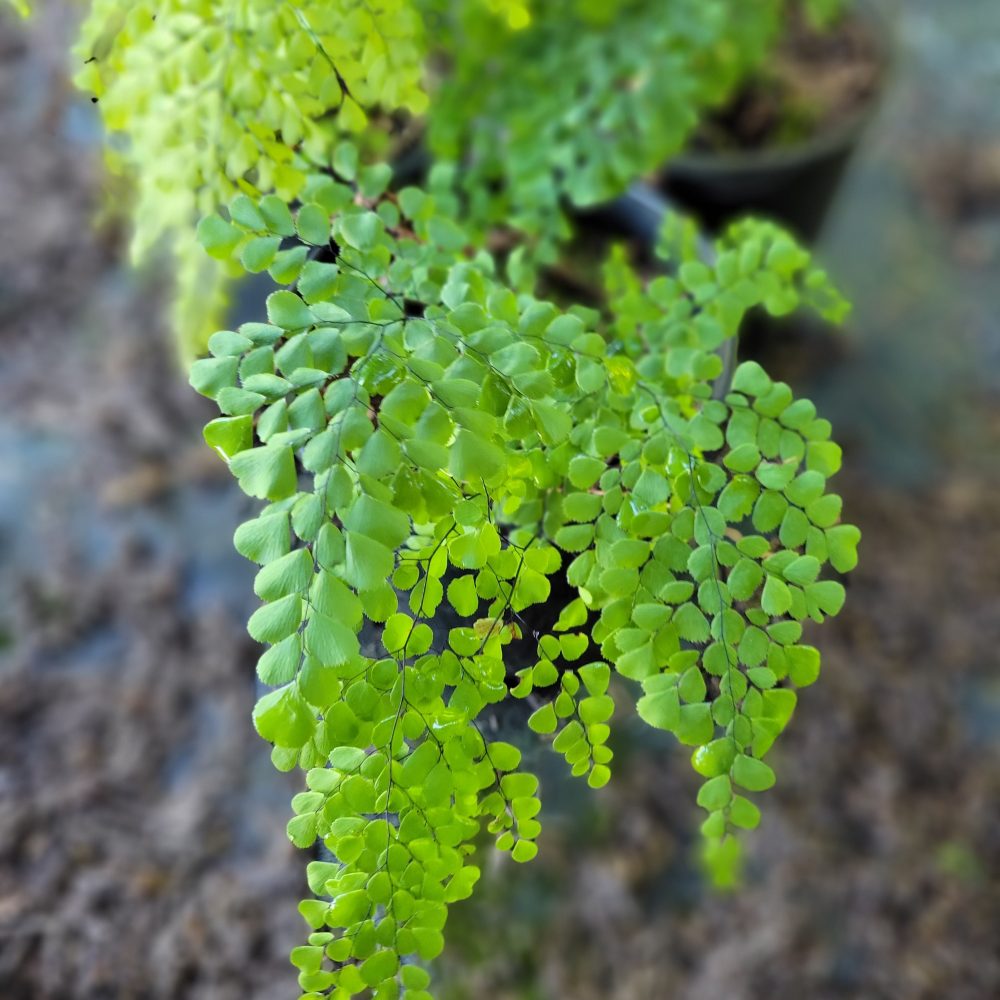 Adiantum venustum / Himalayan Maidenhair Fern