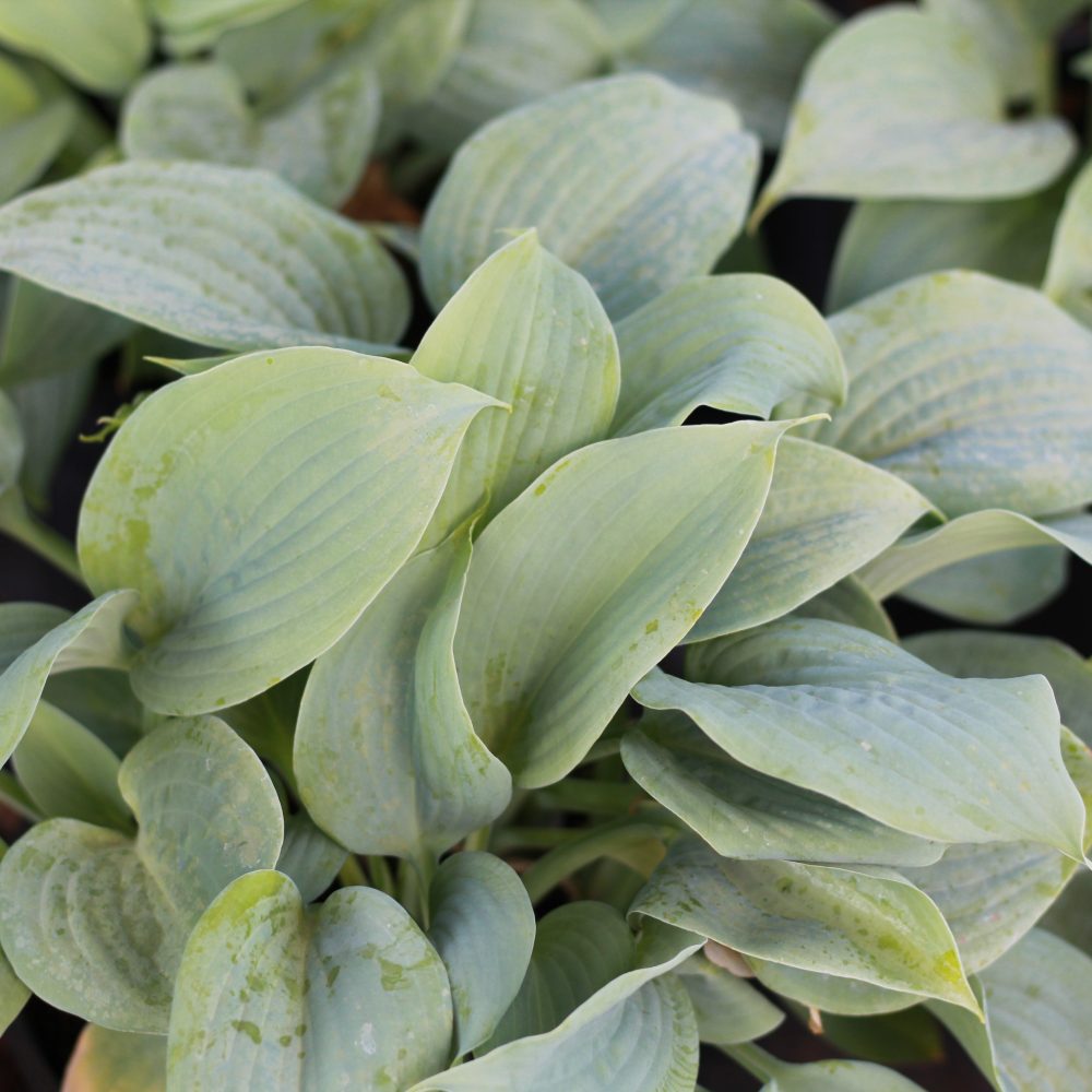 Hosta 'Fragrant Blue' / Fragrant Blue Hosta
