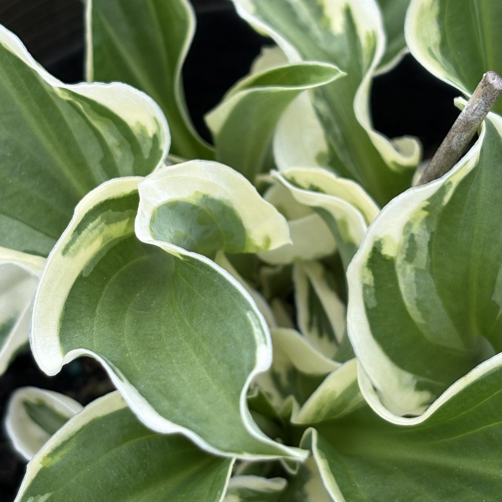 Hosta 'Lets Twist Again' / Twist Again Hosta