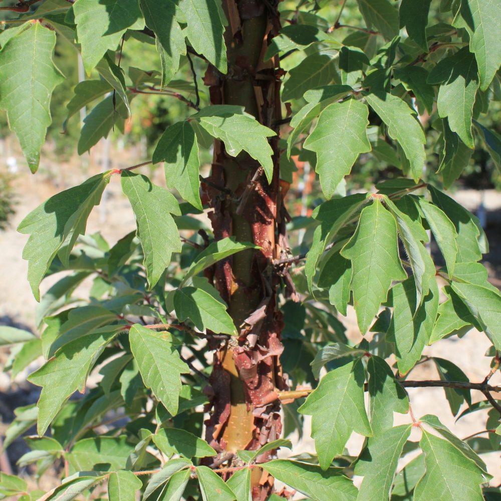 Acer griseum / Paperbark Maple