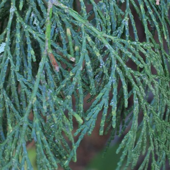 Calocedrus decurrens / Incense Cedar