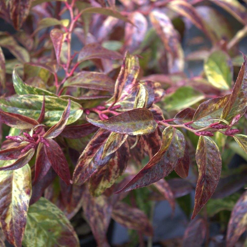 Leucothoe fontanesiana 'Rainbow' / Rainbow Drooping Fetterbush